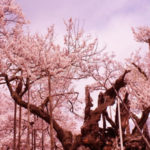 Hanami: The Cherry Blossom Festival in Japan