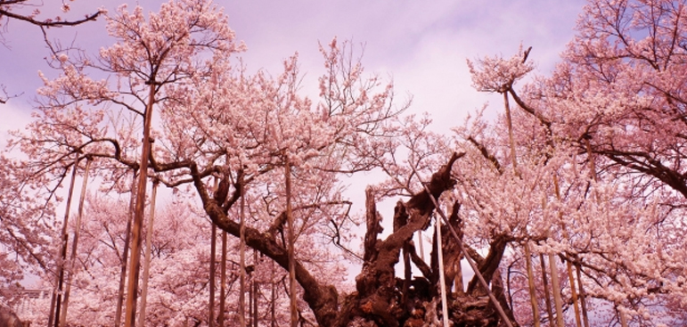 Hanami: The Cherry Blossom Festival in Japan