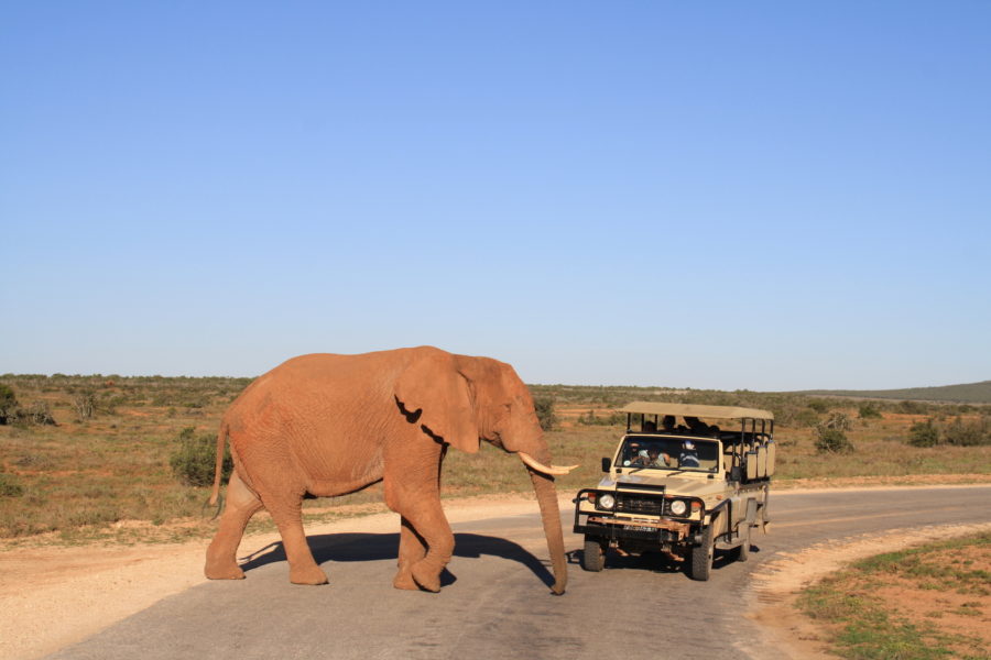 Where to Go For a Safari Depending on the Time of Year