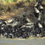 The Greatest Show on Earth: The Great Migration