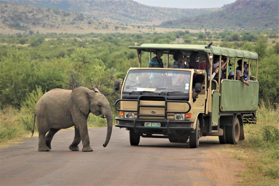 How to Choose a Safari Travel Destination in Africa