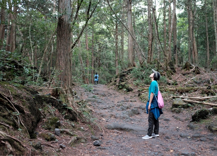 Aokigahara Forest in Japan