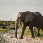 The Ultimate Guide to Planning an African Safari