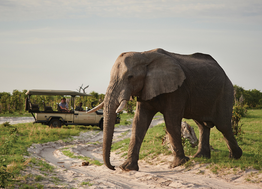 The Ultimate Guide to Planning an African Safari