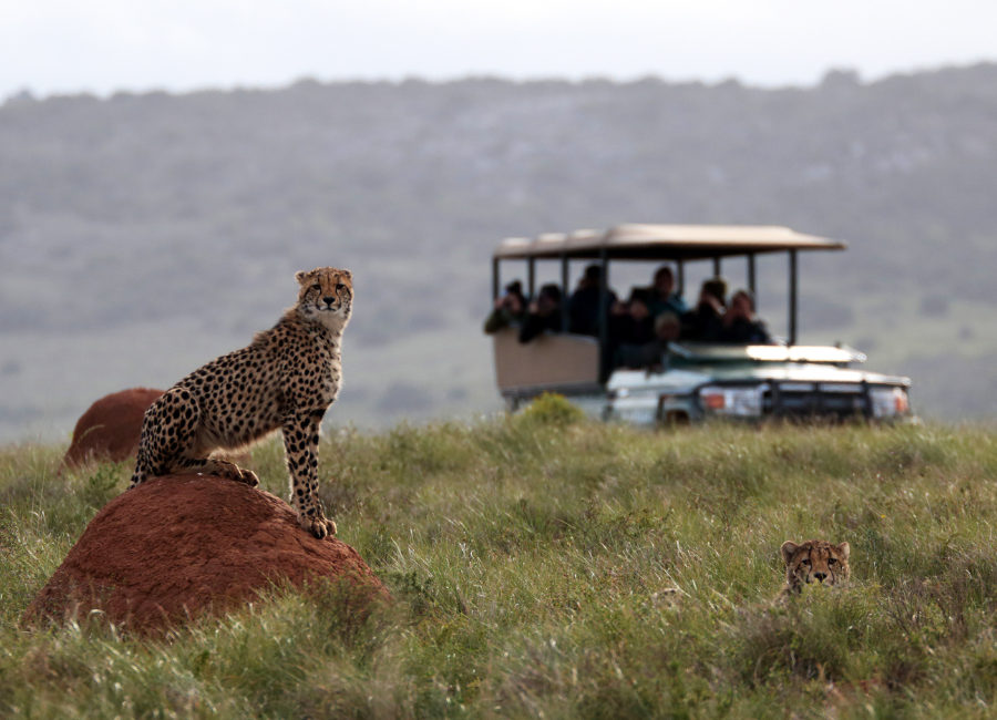 How much does an African Safari cost?
