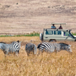 10 Types of Safaris in Africa: Different Ways to Experience a Safari