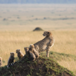 Animals on African Safari Trips