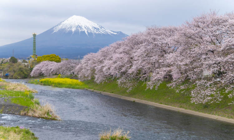 things to do in japan