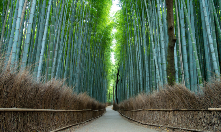 things to do in japan