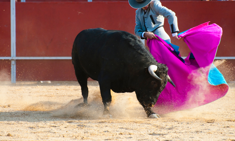 bullfighting in madrid