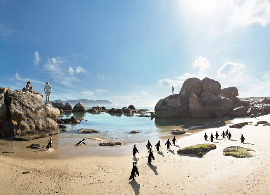 Discover the Cape Town Penguins of Boulders Beach 2024