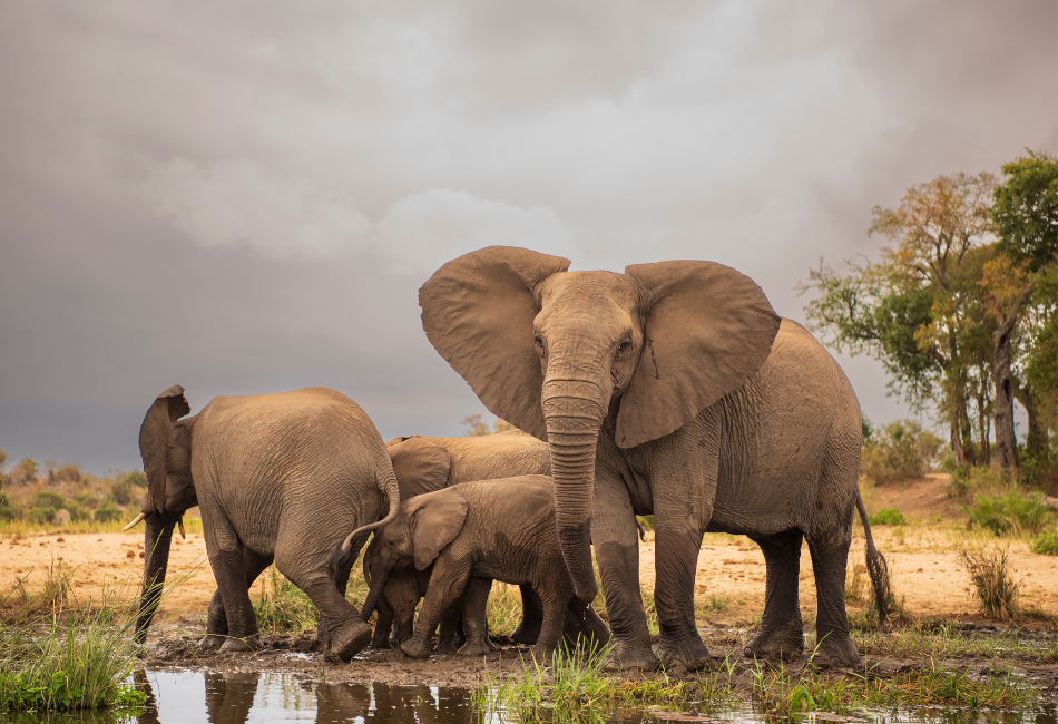 The Best Kruger National Park Tours & Safari Packages 2024