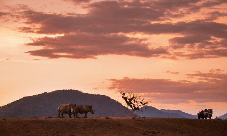 kruger national park tours