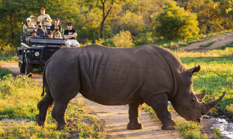 kruger national park tours
