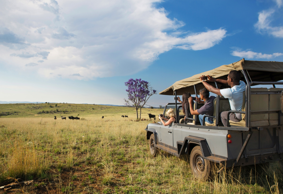 Finding the Best Safari Near Cape Town