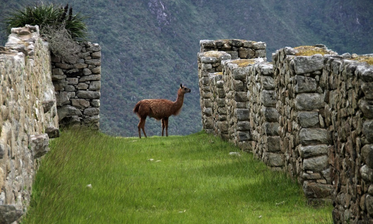 machu picchu altitude sickness