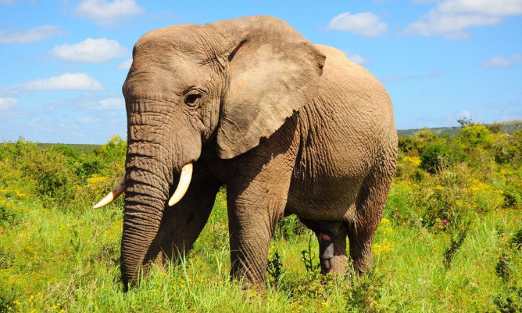 safari near cape town