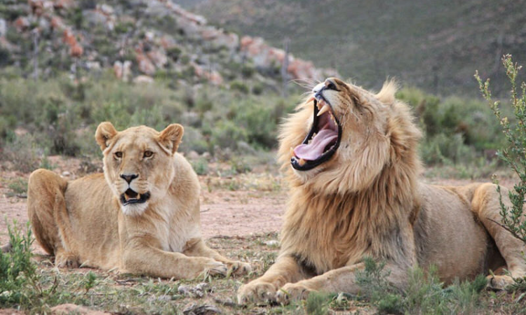 safari near cape town