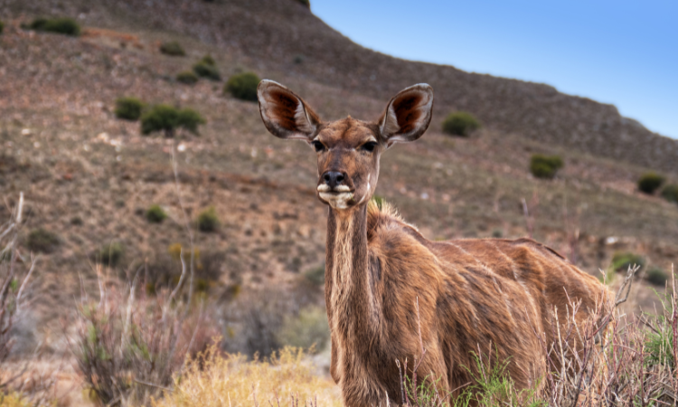 safari near cape town