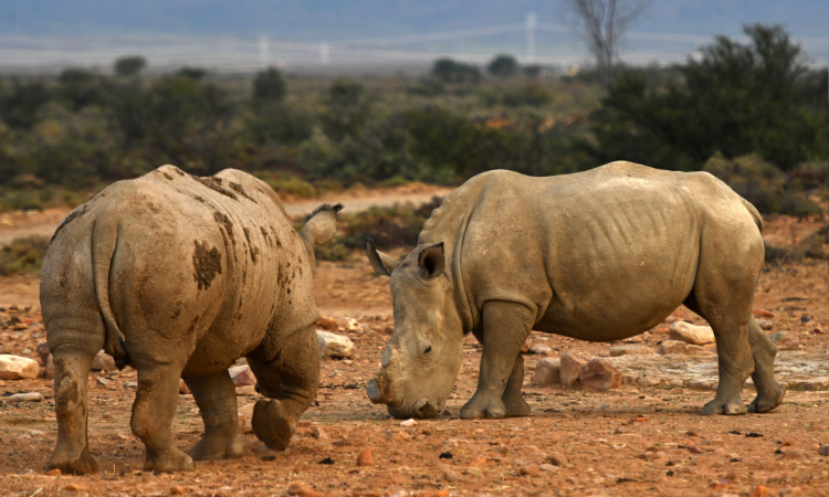 safari near cape town