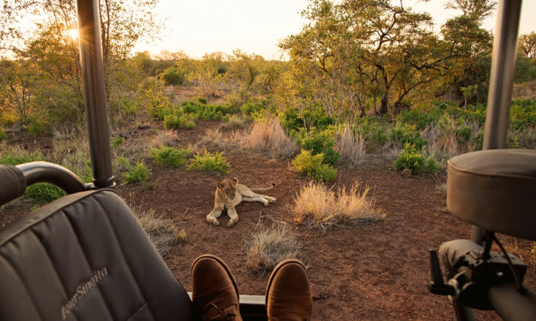 safari near cape town