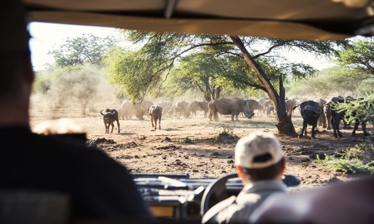 safari near cape town