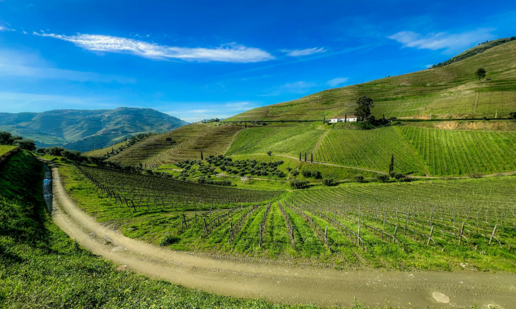 Douro River Wine Cruise