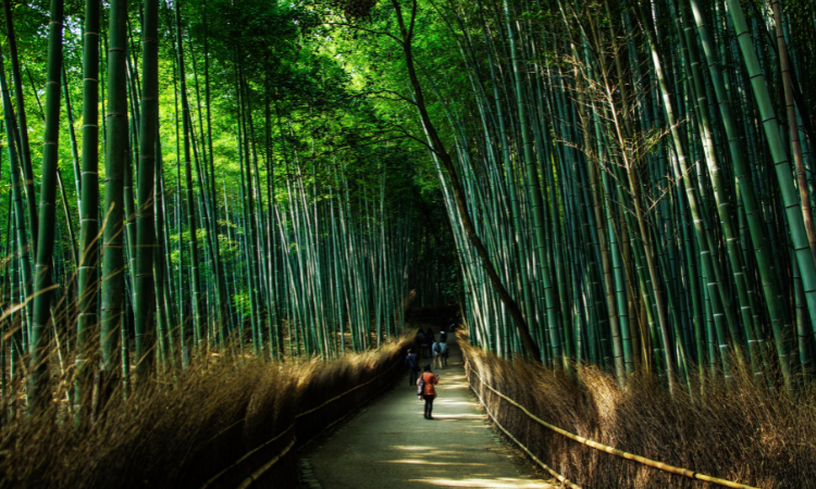 Best time to visit Japan
