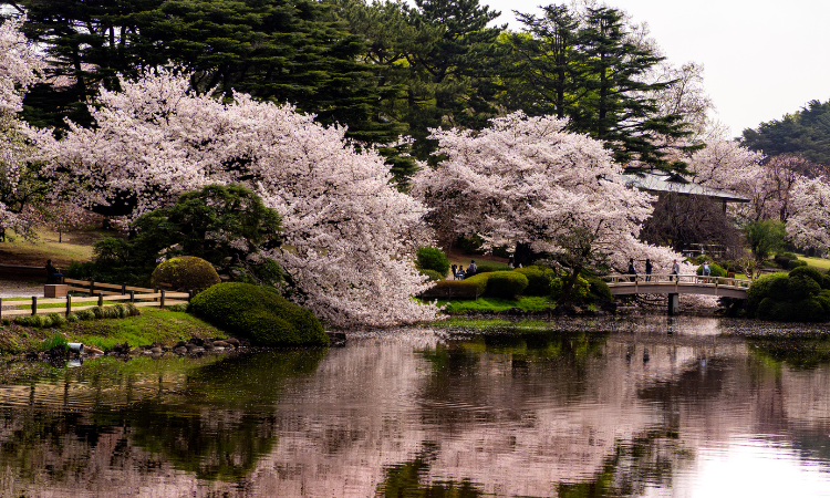 Japan in April: A Springtime Journey