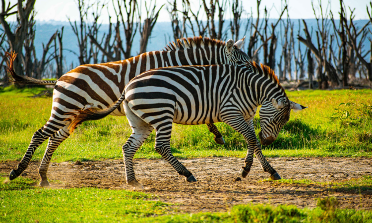 places to visit in kenya