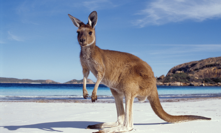 things to do in australia