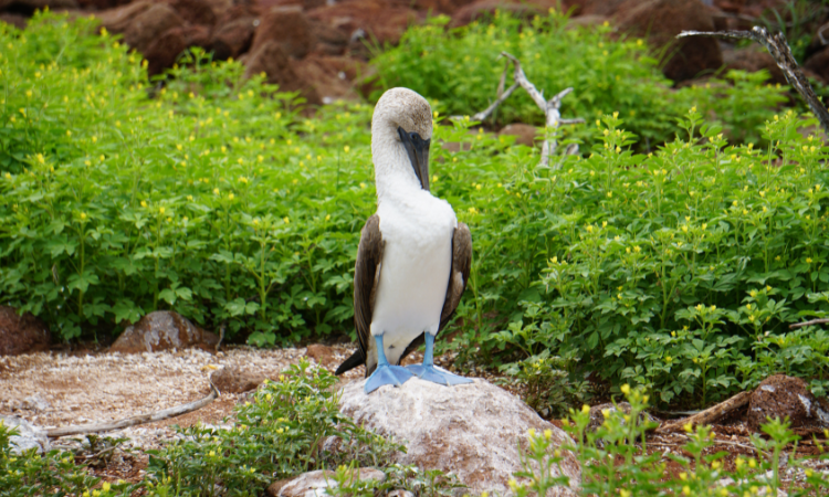 Best sites to visit in Ecuador: Mountains, Rainforest & Islands