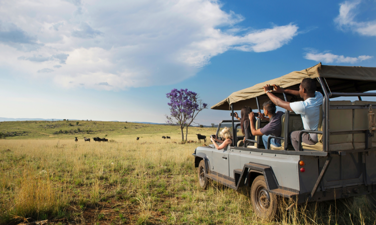 Best time to travel to South Africa: weather, safari, things to do