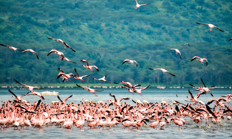 Things to do in Kenya