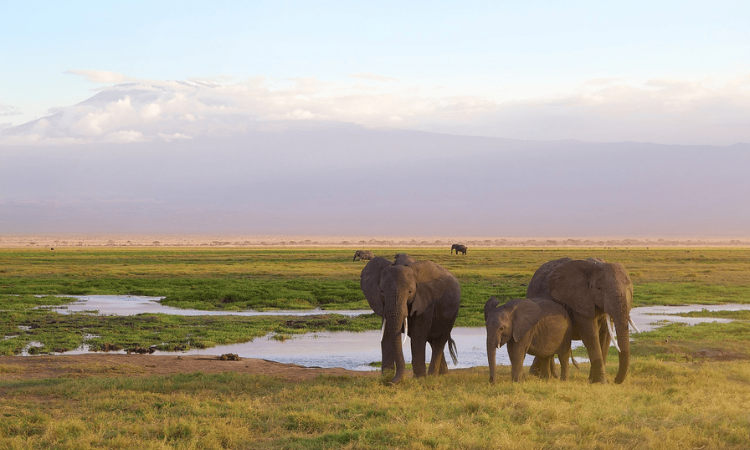 Things to do in Kenya