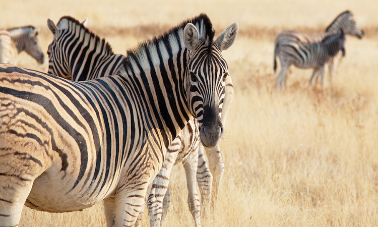 Things to do in Kenya