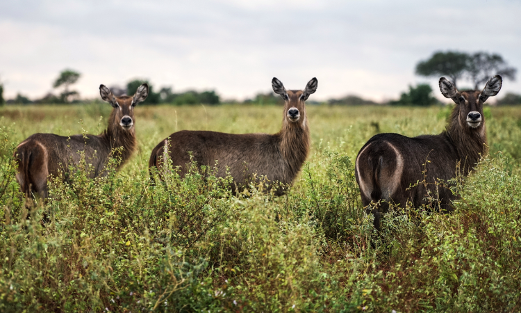 Things to do in Kenya