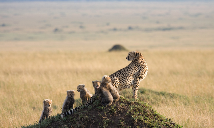 Things to Do in Kenya: 33 Unforgettable Adventures