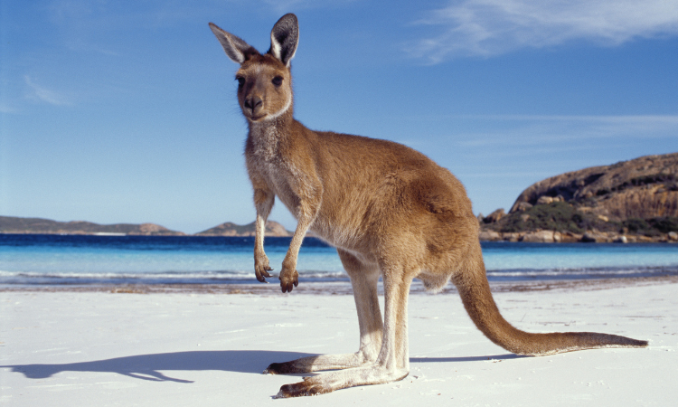 australia and new zealand vacation packages