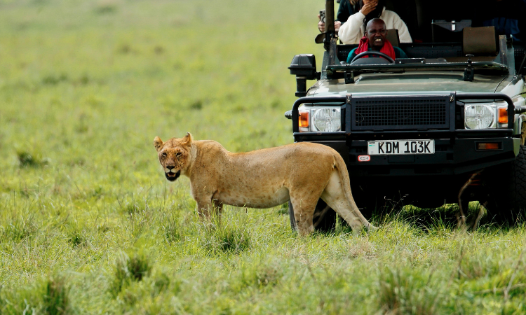tanzania safari