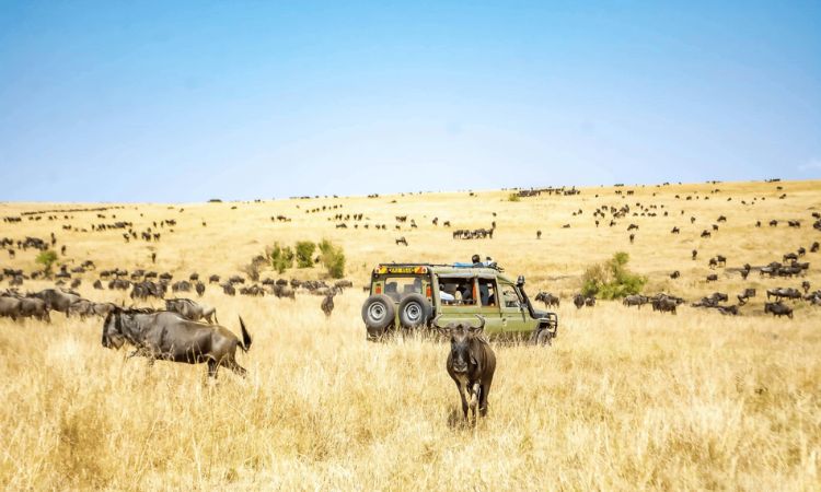 kenya safari