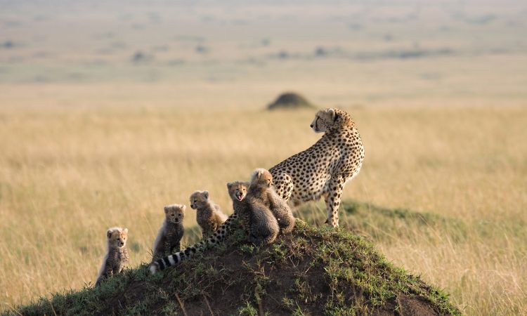 kenya safari