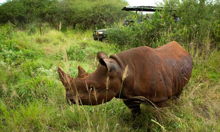 tanzania safari