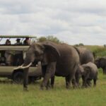 Best Tanzania Safari Destinations for First Time Travellers