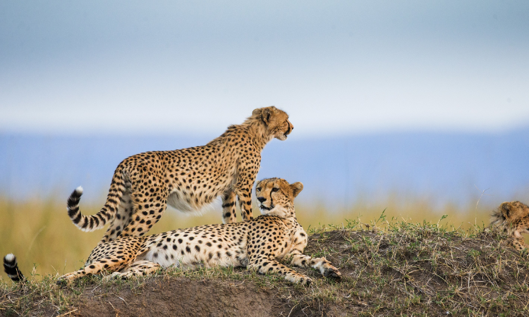 What All Can I See on a Tanzania Safari? Ultimate Guide 2025