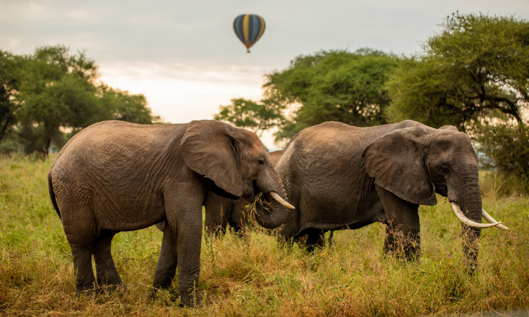 tanzania safari