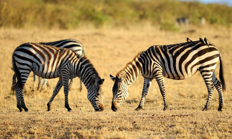 tanzania safari