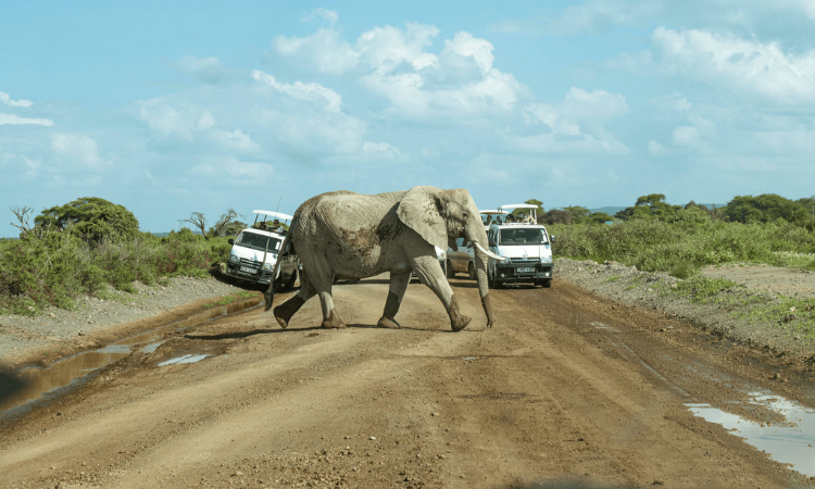 things to do in kenya