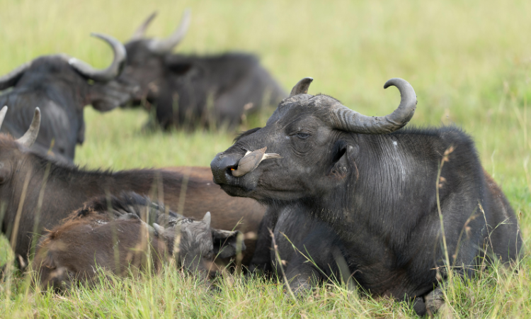 things to do in kenya