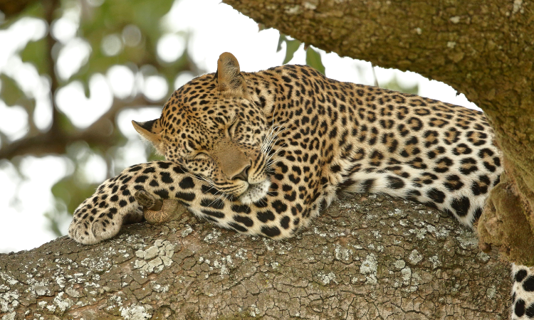 things to do in kenya
